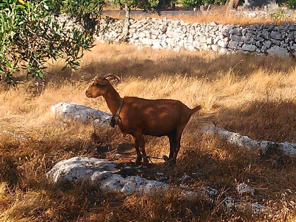Mendiga Retiro Da Avo Lidia - Turismo Rural المظهر الخارجي الصورة